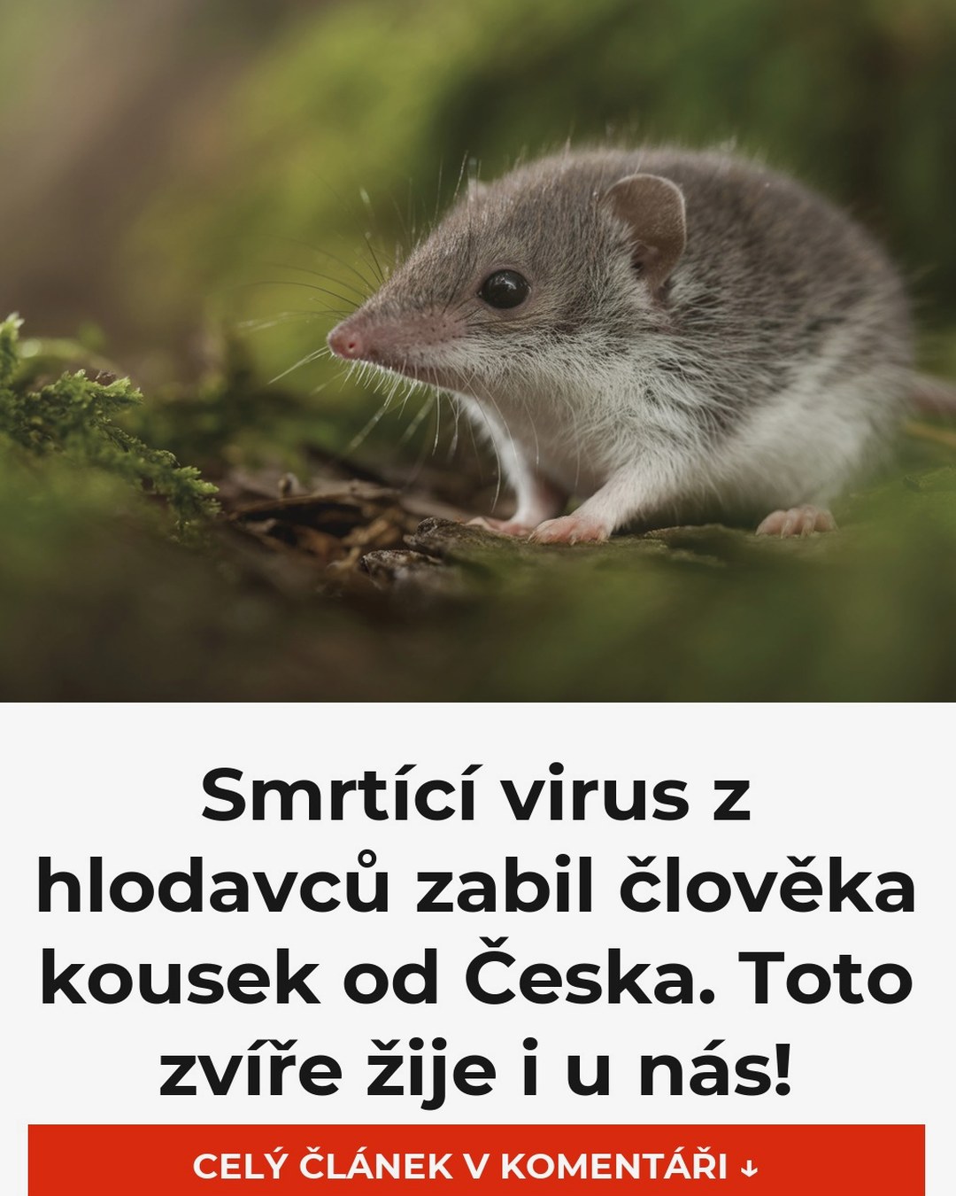 Smrtící virus z hlodavců zabil člověka kousek od Česka. Toto zvíře žije i u nás!