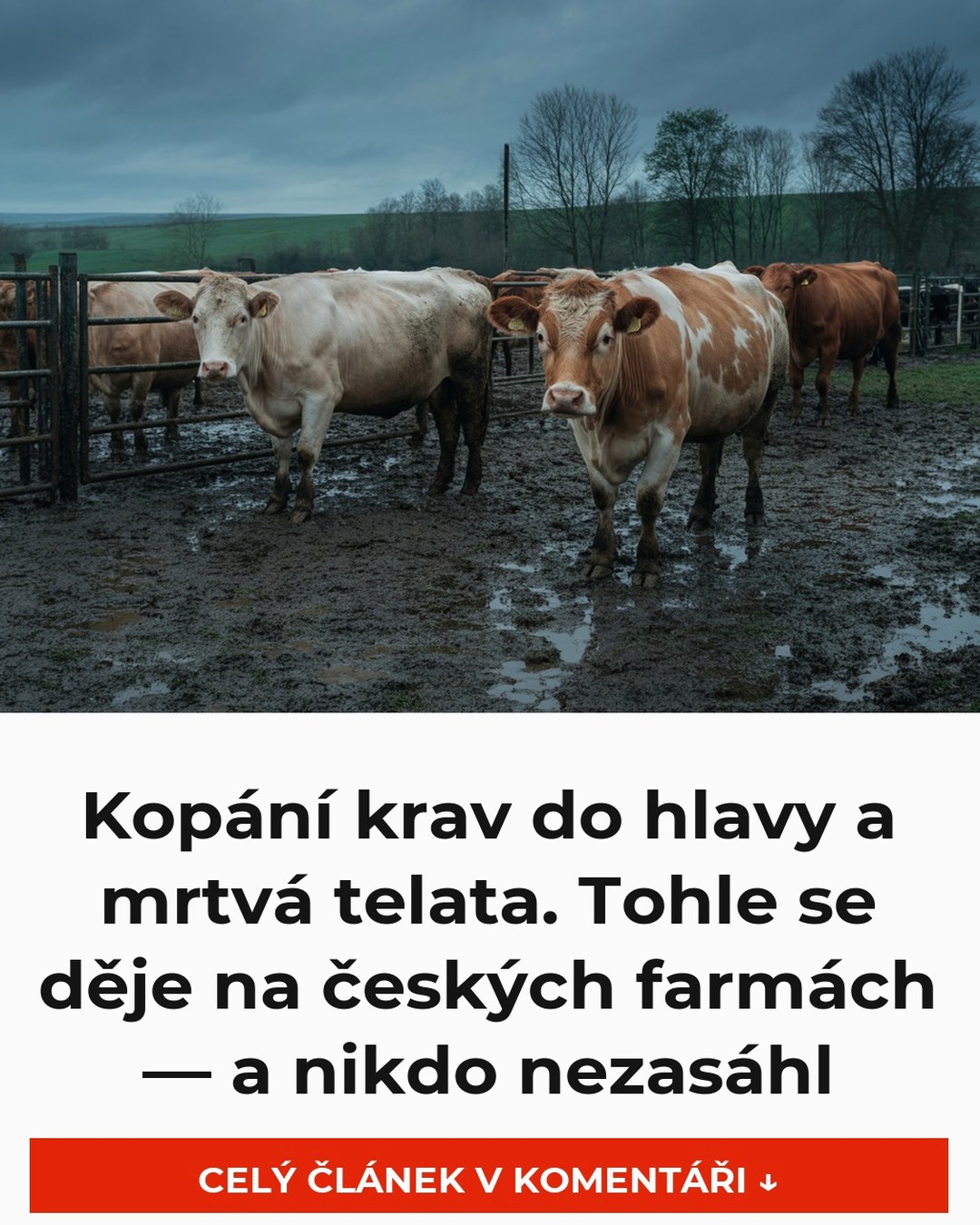Kopání krav do hlavy a mrtvá telata. Tohle se děje na českých farmách — a nikdo nezasáhl