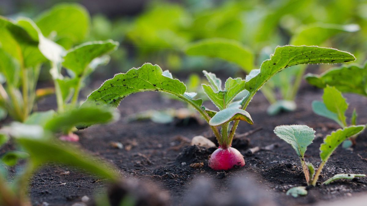 Jarní záhon s čerstvě vysetou zeleninou