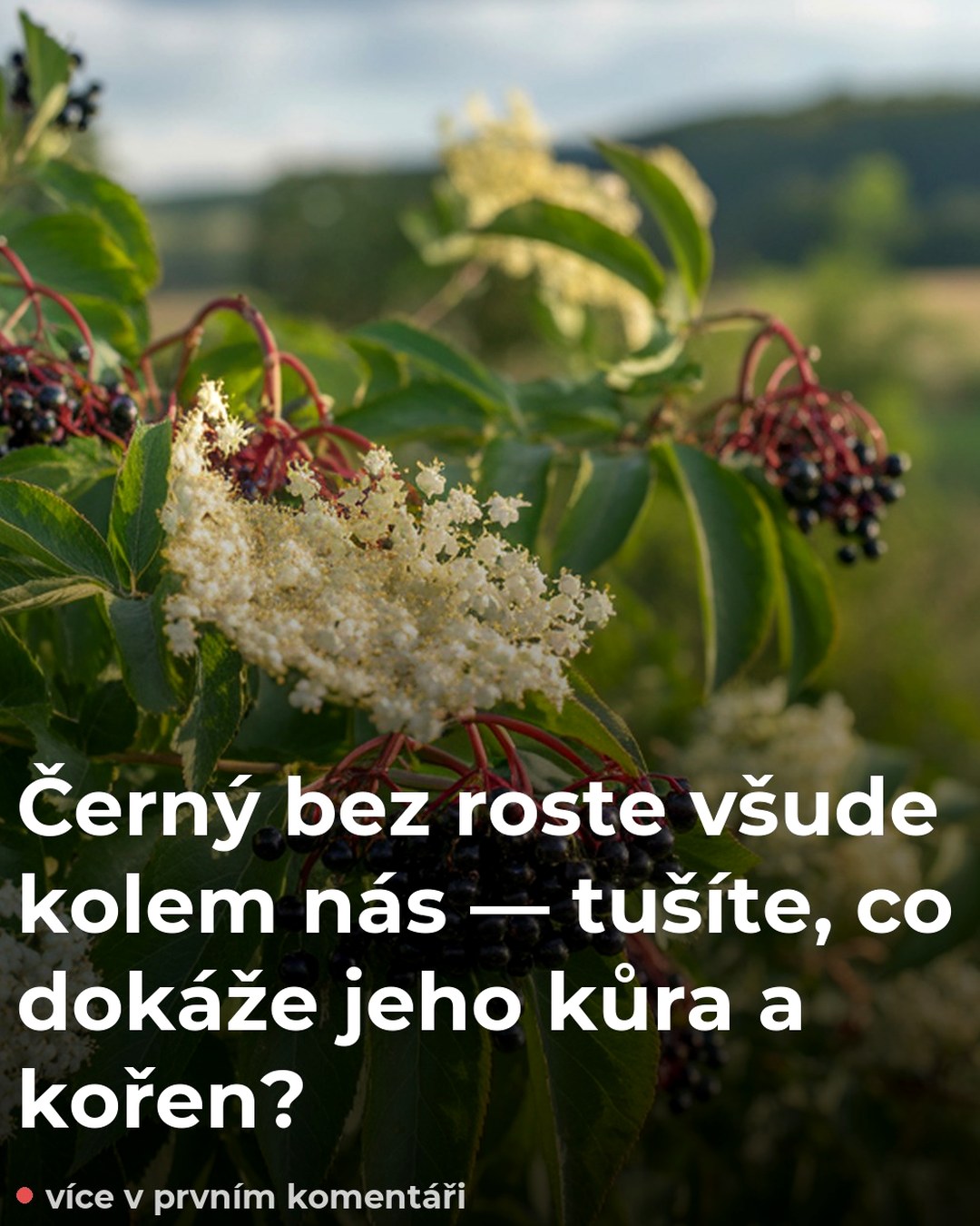 Černý bez roste všude kolem nás — tušíte, co dokáže jeho kůra a kořen?