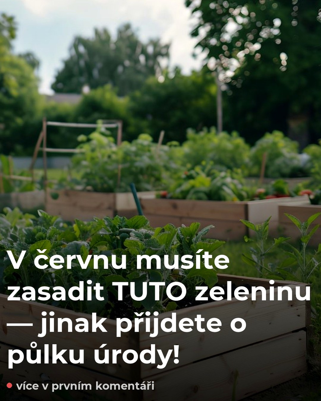 V červnu musíte zasadit TUTO zeleninu — jinak přijdete o půlku úrody!