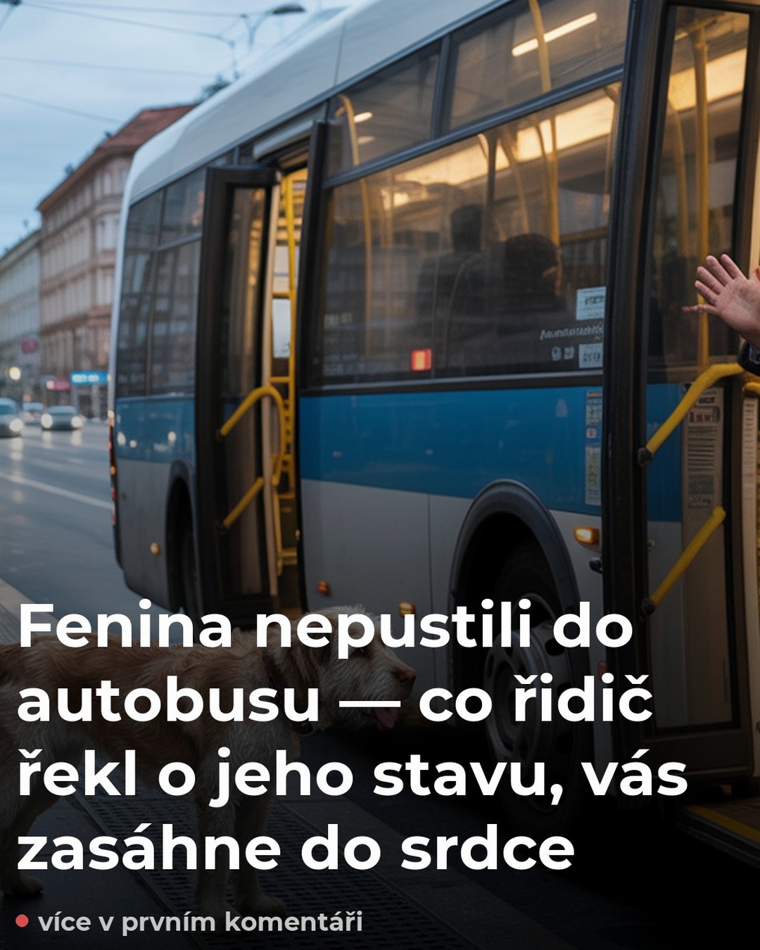 Fenina nepustili do autobusu — co řidič řekl o jeho stavu, vás zasáhne do srdce