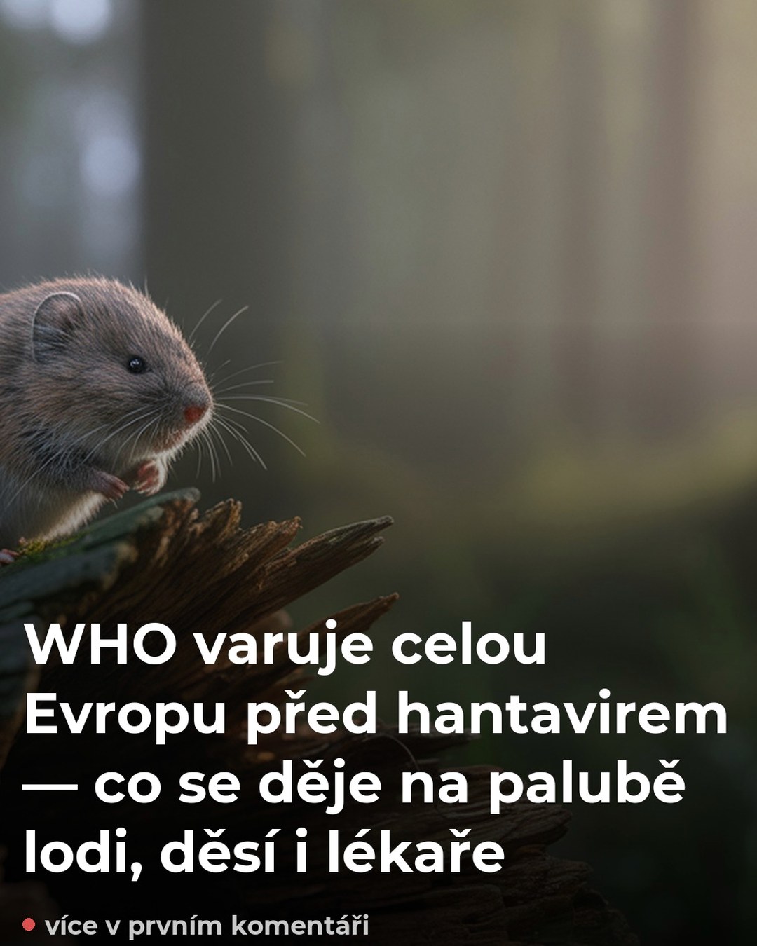 WHO varuje celou Evropu před hantavirem — co se děje na palubě lodi, děsí i lékaře