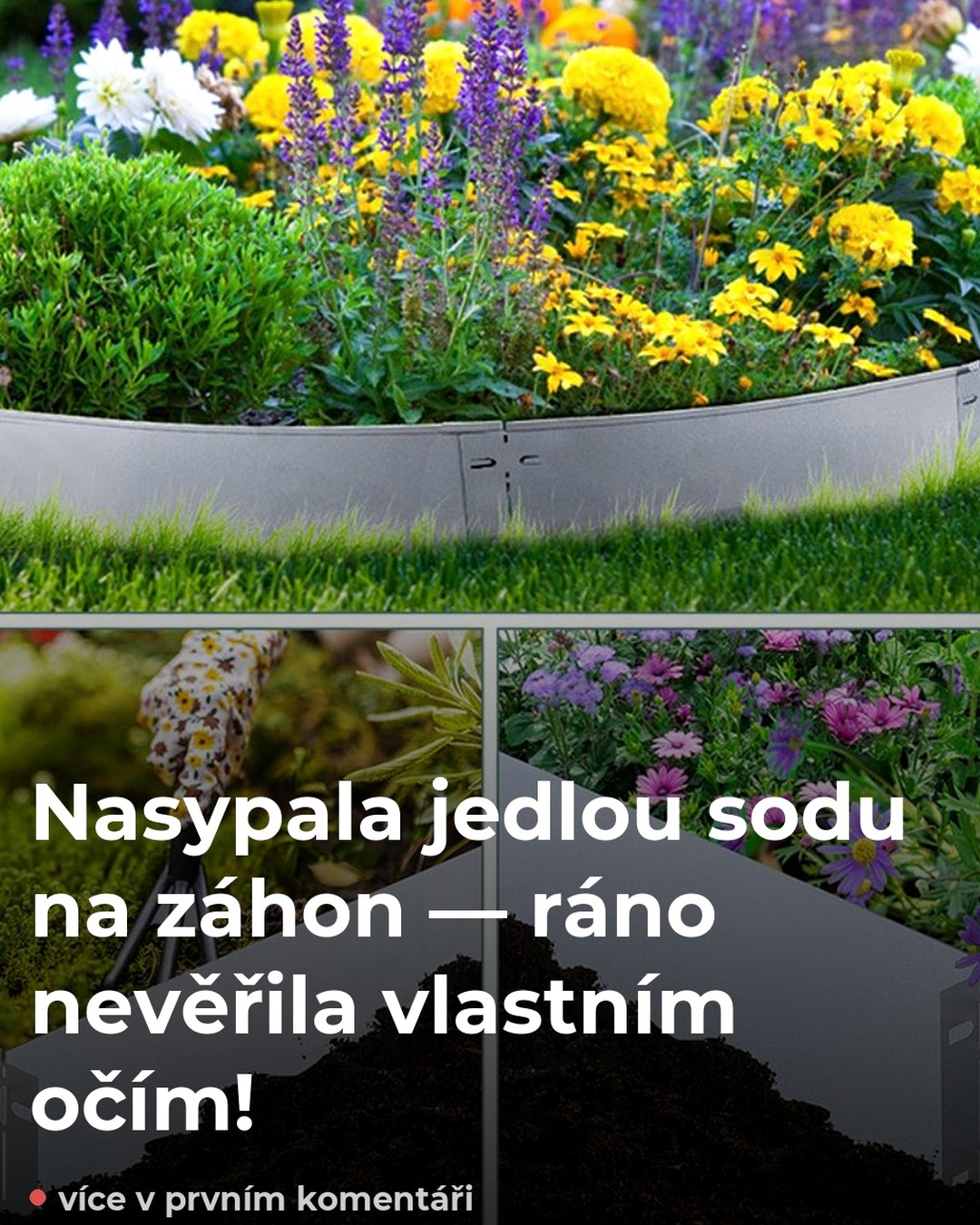 Nasypala jedlou sodu na záhon — ráno nevěřila vlastním očím!