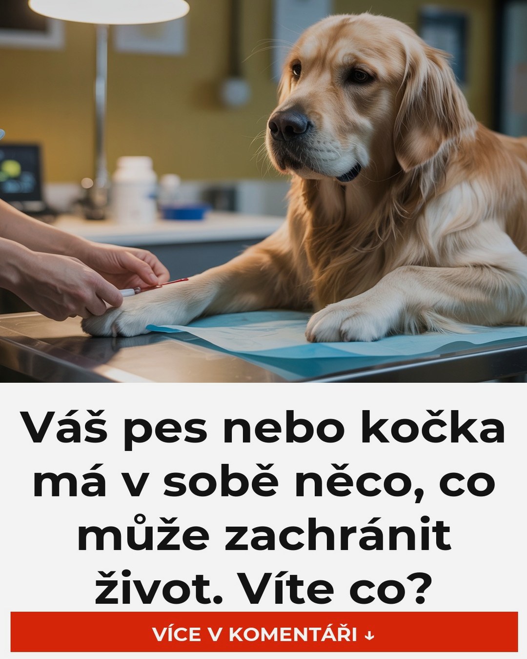 Váš pes nebo kočka má v sobě něco, co může zachránit život. Víte co?