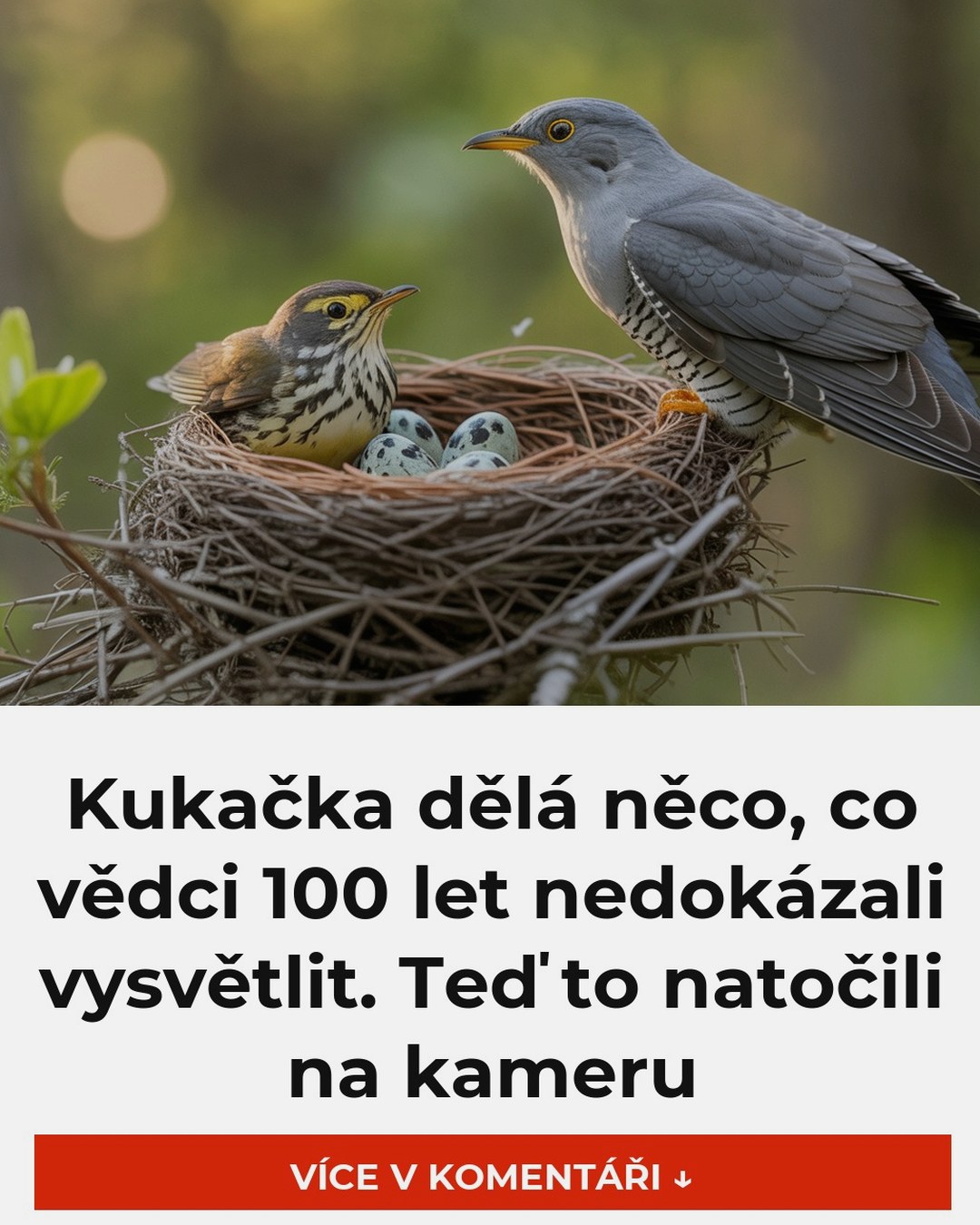 Kukačka dělá něco, co vědci 100 let nedokázali vysvětlit. Teď to natočili na kameru