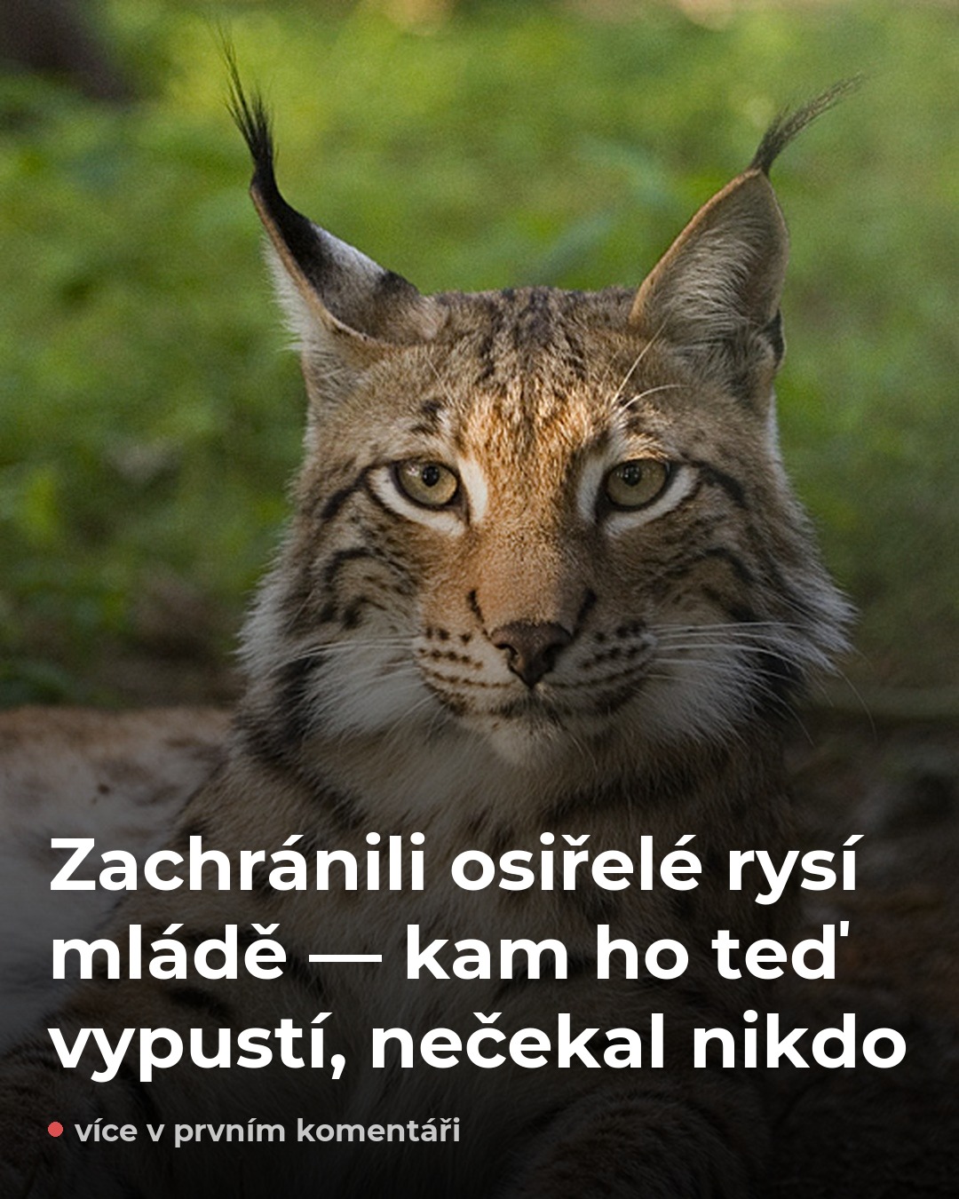 Osiřelé rysí mládě ze Šumavy dostane nový domov — ale ne tam, kde čekáte