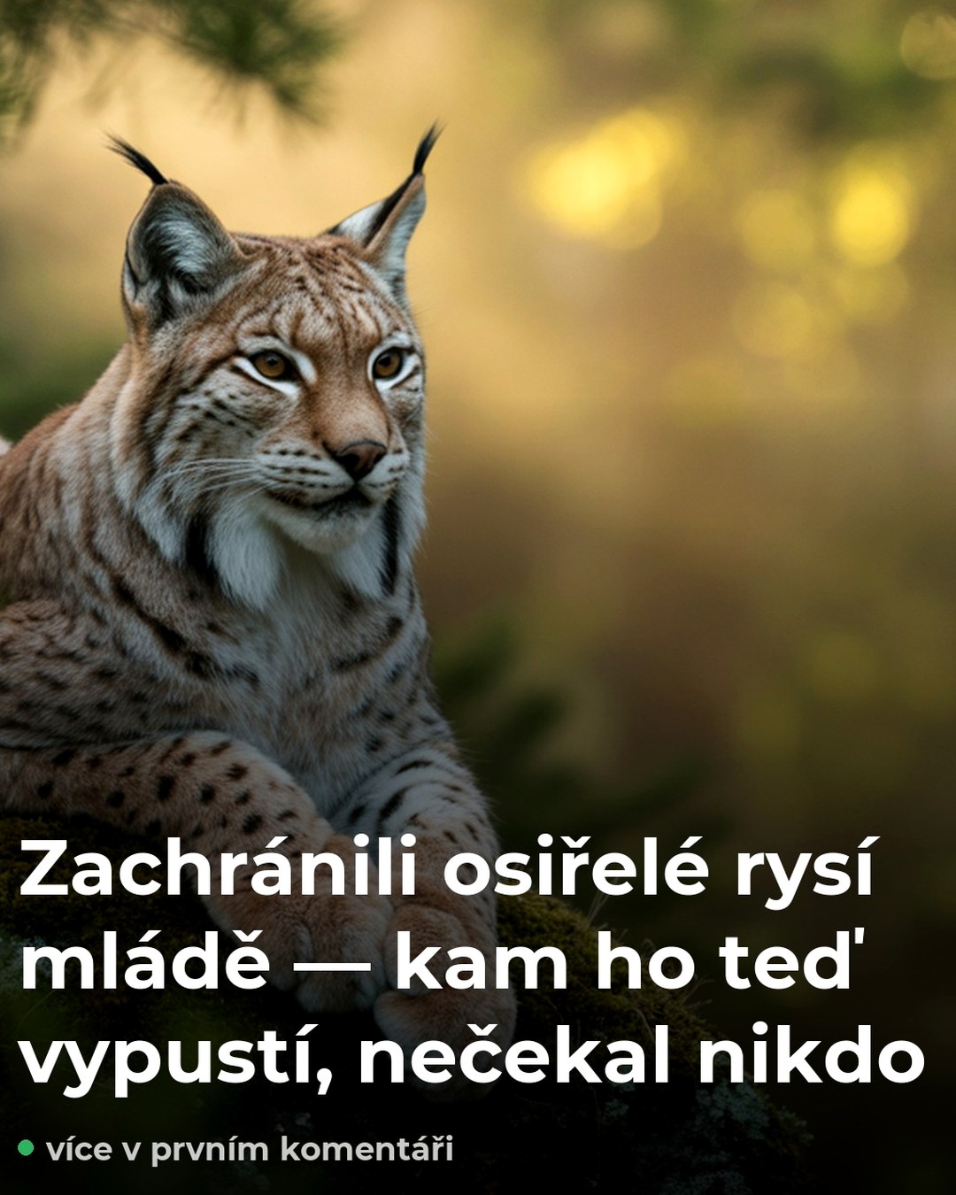 Zachránili osiřelé rysí mládě — kam ho teď vypustí, nečekal nikdo