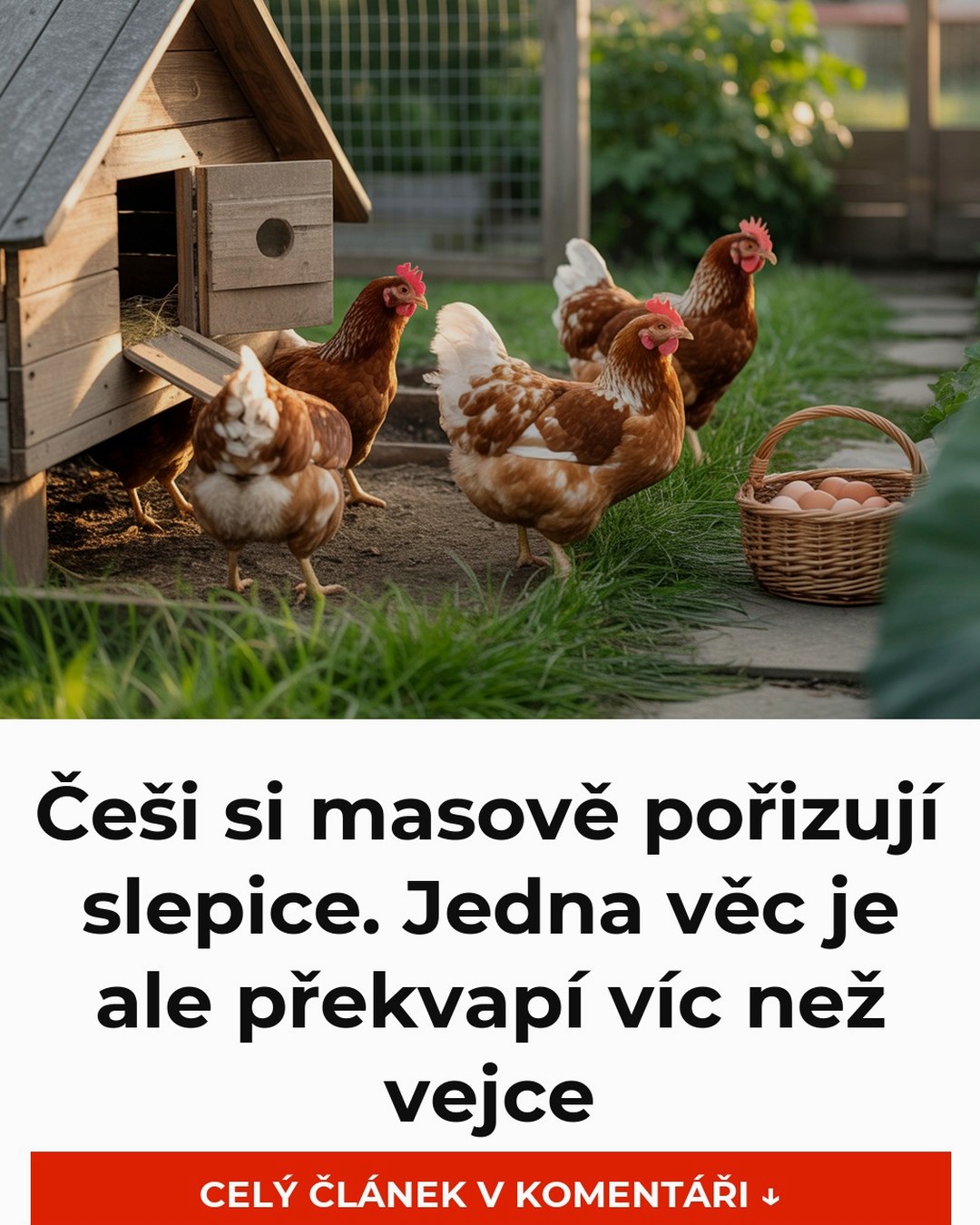 Češi si masově pořizují slepice. Jedna věc je ale překvapí víc než vejce