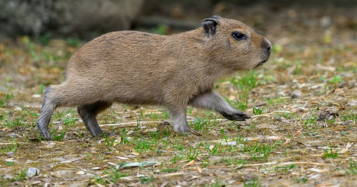 Kapybaří mláďata v pražské zoo