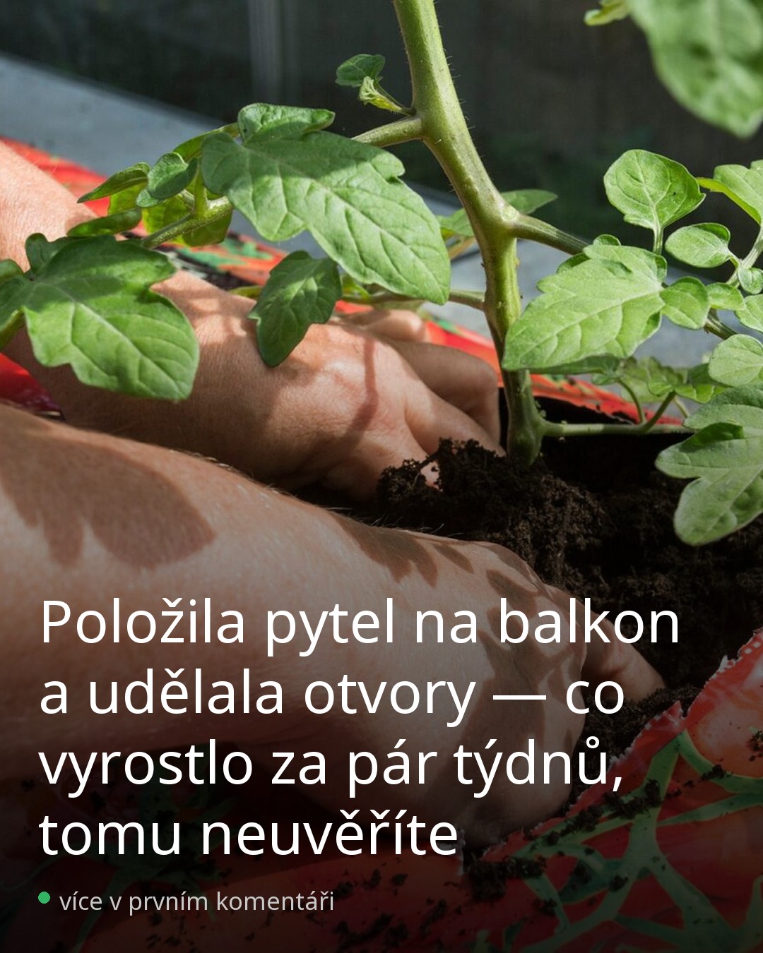 Rajčata v pytli se substrátem — trik co ušetří místo i práci