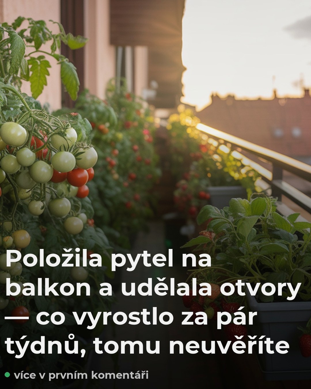 Položila pytel na balkon a udělala otvory — co vyrostlo za pár týdnů, tomu neuvěříte