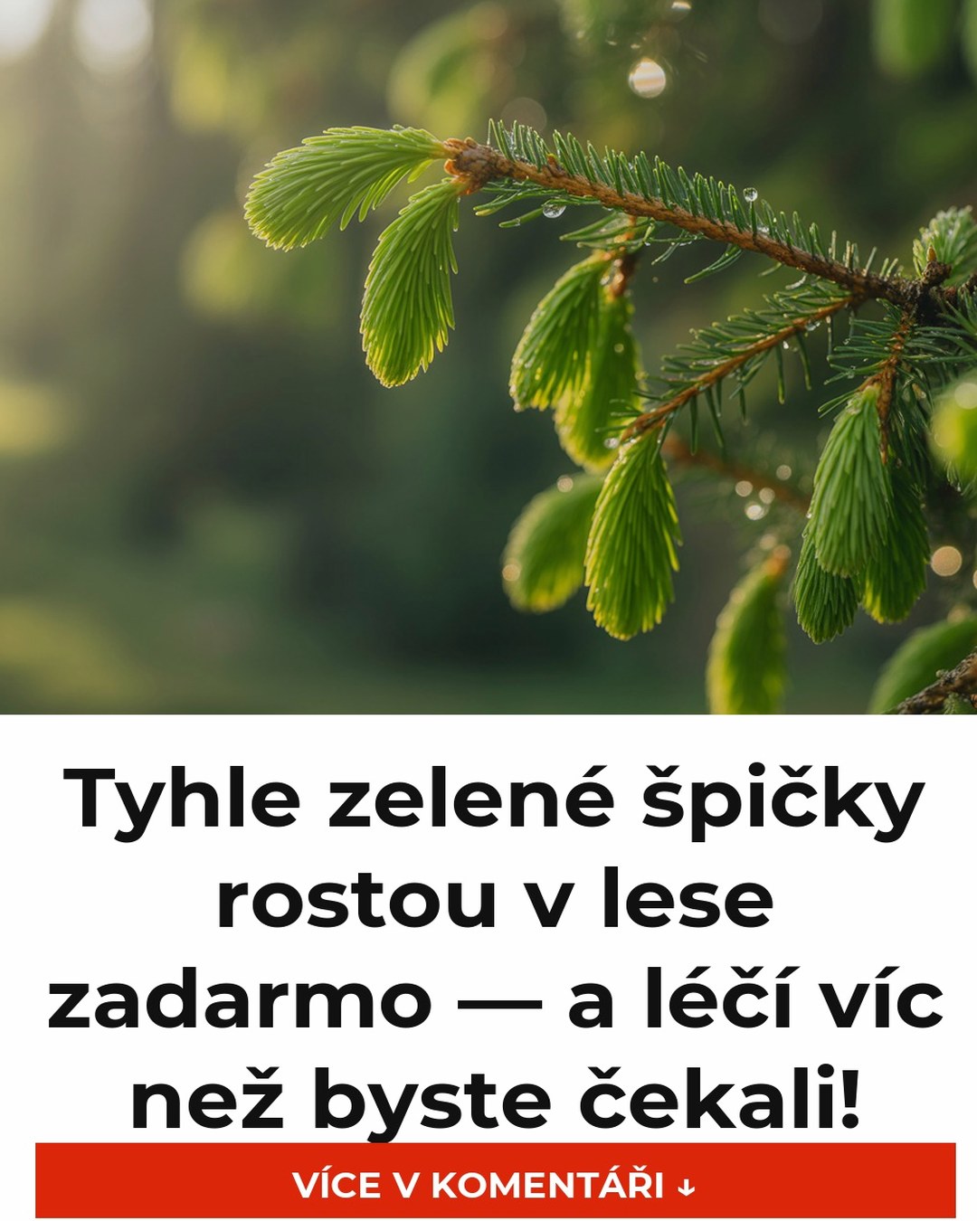 Tyhle zelené špičky rostou v lese zadarmo — a léčí víc než byste čekali!