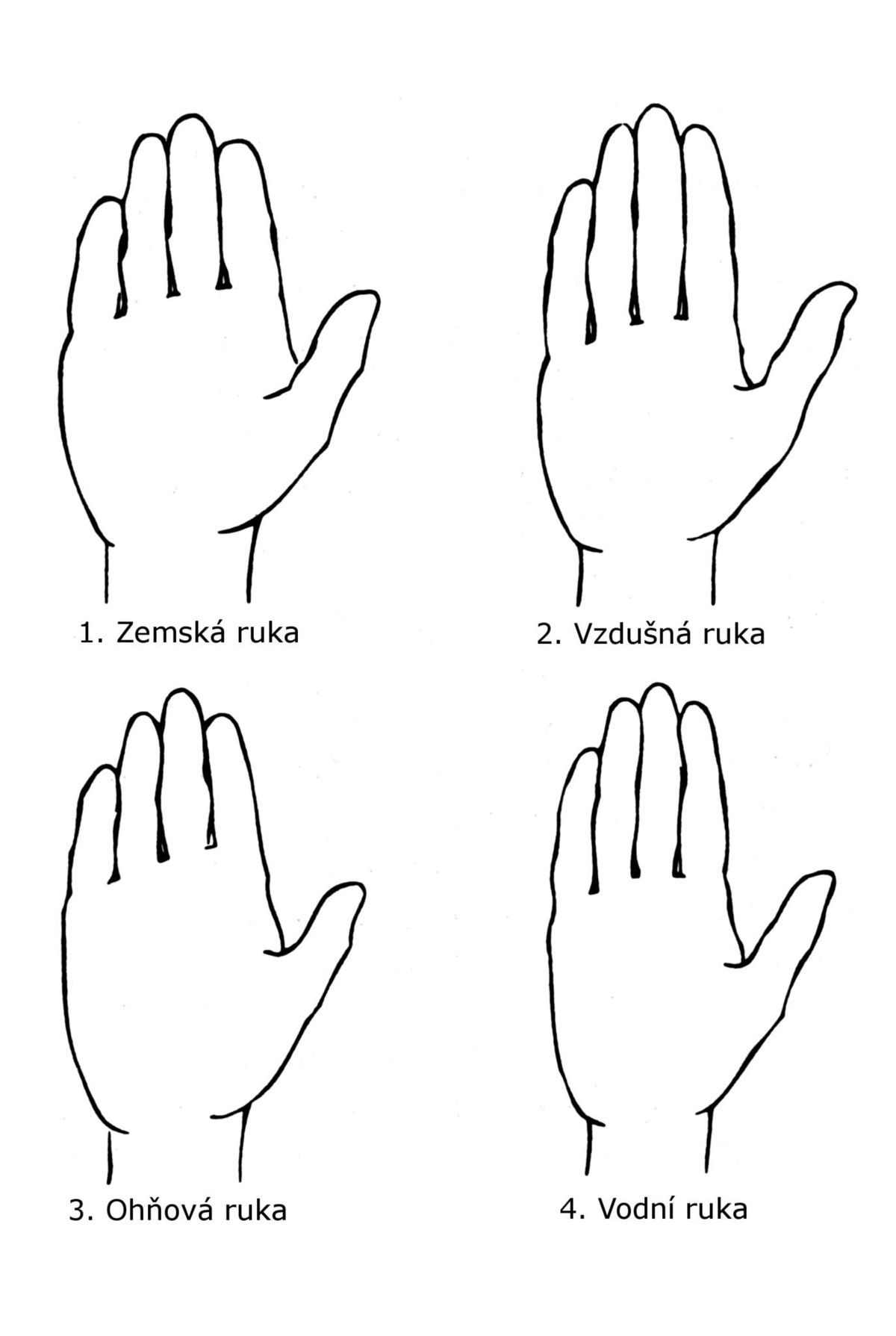 Porovnání krátkých a dlouhých prstů ruky