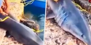 U egyptské pláže chytili 2metrového žraloka mako — odborníci zuří
