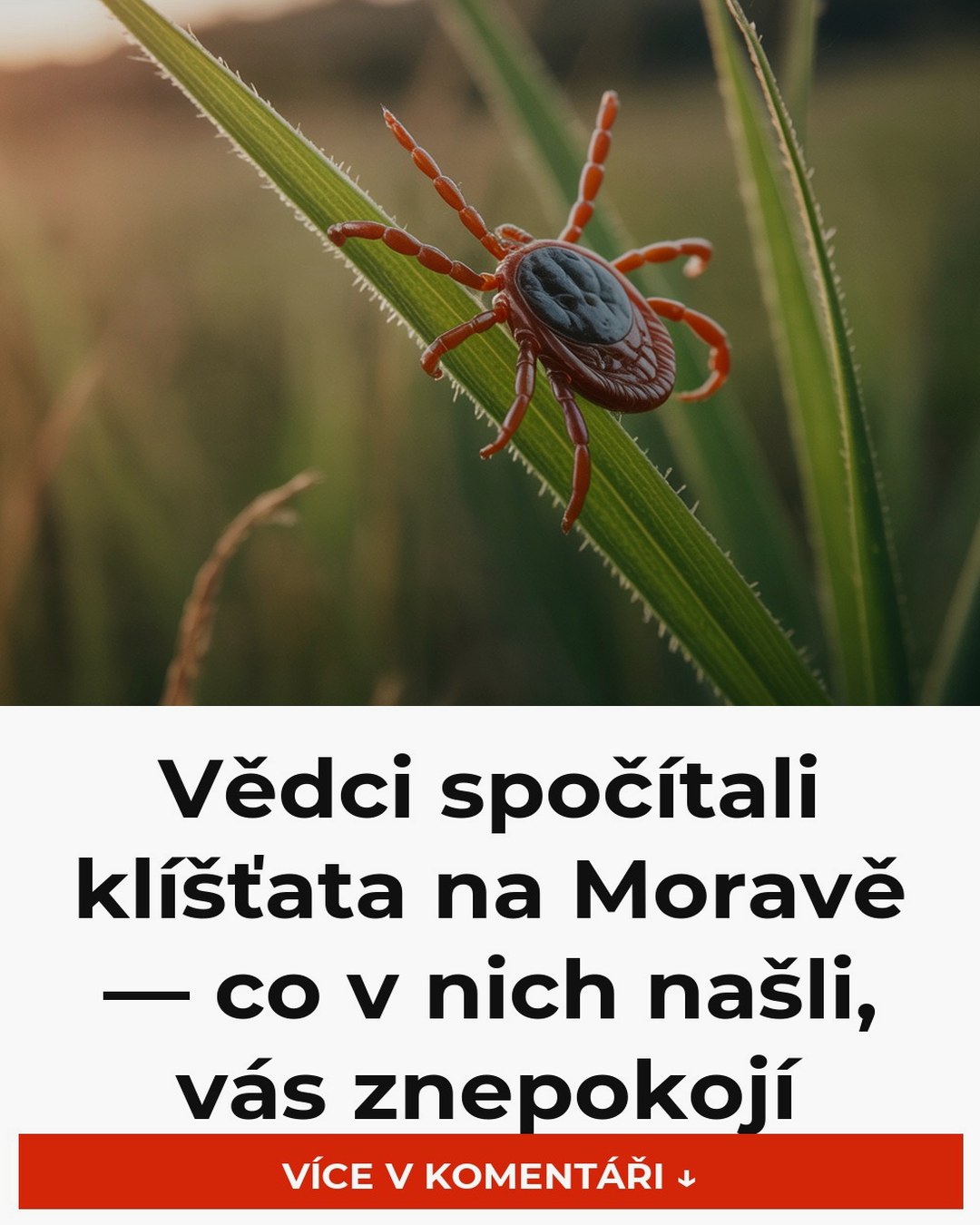 Vědci spočítali klíšťata na Moravě — co v nich našli, vás znepokojí