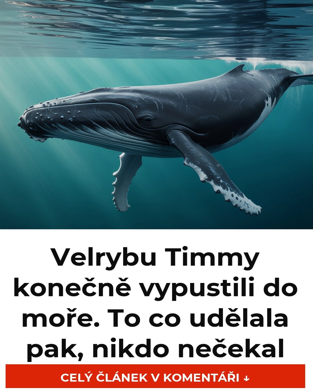 Velrybu Timmy konečně vypustili do moře. To co udělala pak, nikdo nečekal