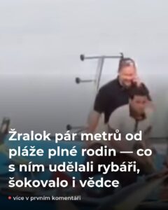 Žralok u pláže v Egyptě — rybáři udělali něco, co experti nečekali