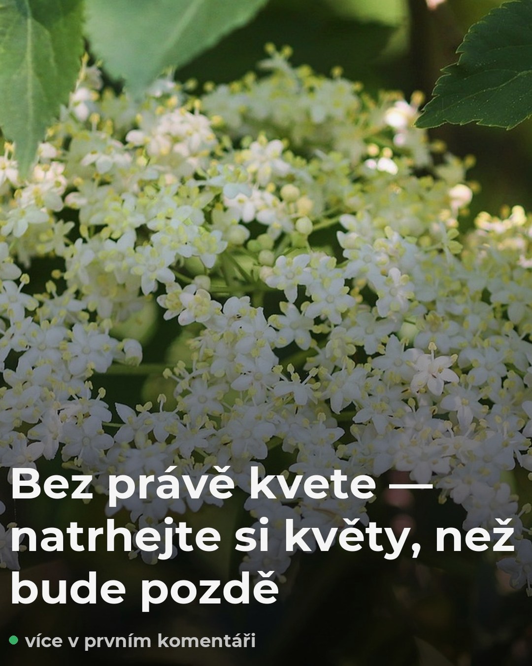 Bez právě kvete! Trhejte teď — takhle ho využijete celý rok