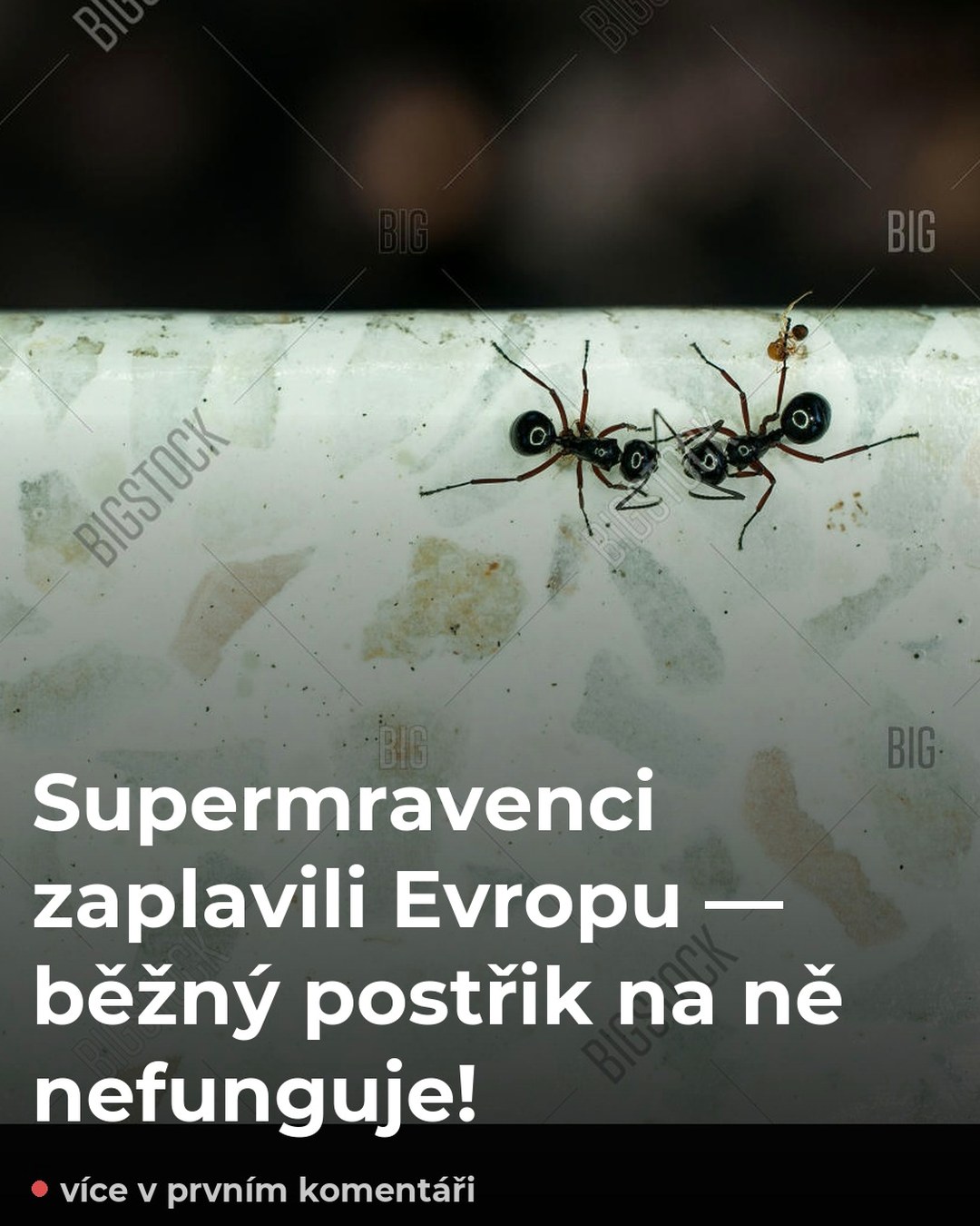Supermravenci zaplavili Evropu — běžný postřik na ně nefunguje!