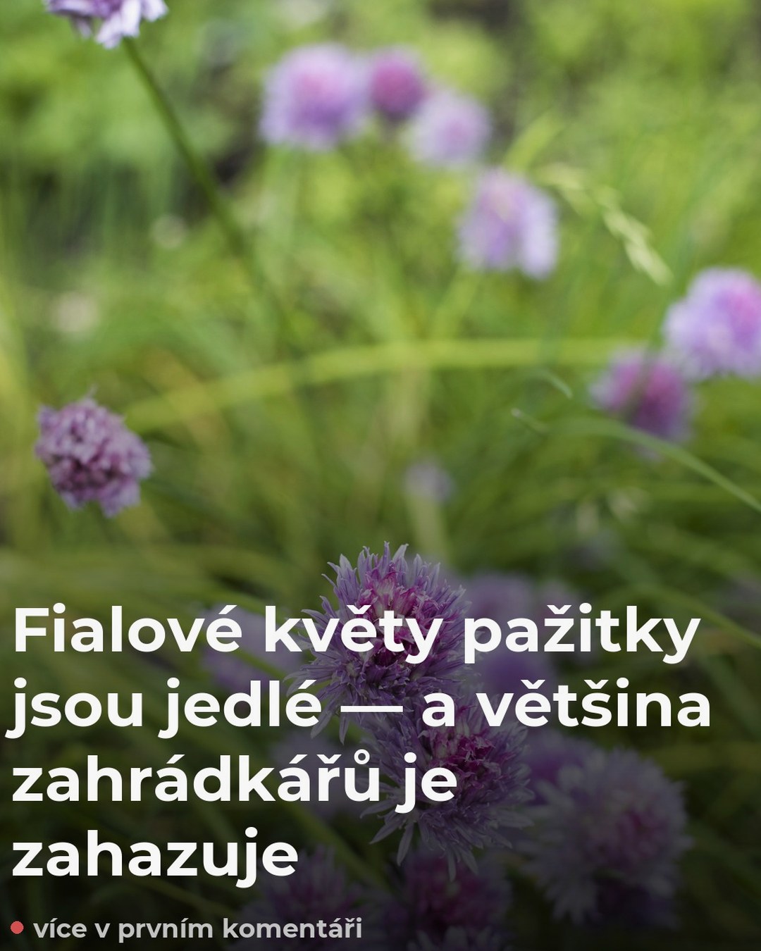 Fialové květy pažitky na zahradě