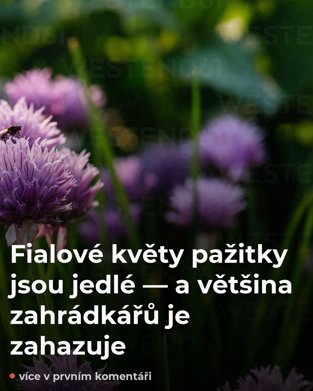 Květy pažitky jsou jedlé! Většina lidí je vyhazuje — a přitom chutnají skvěle