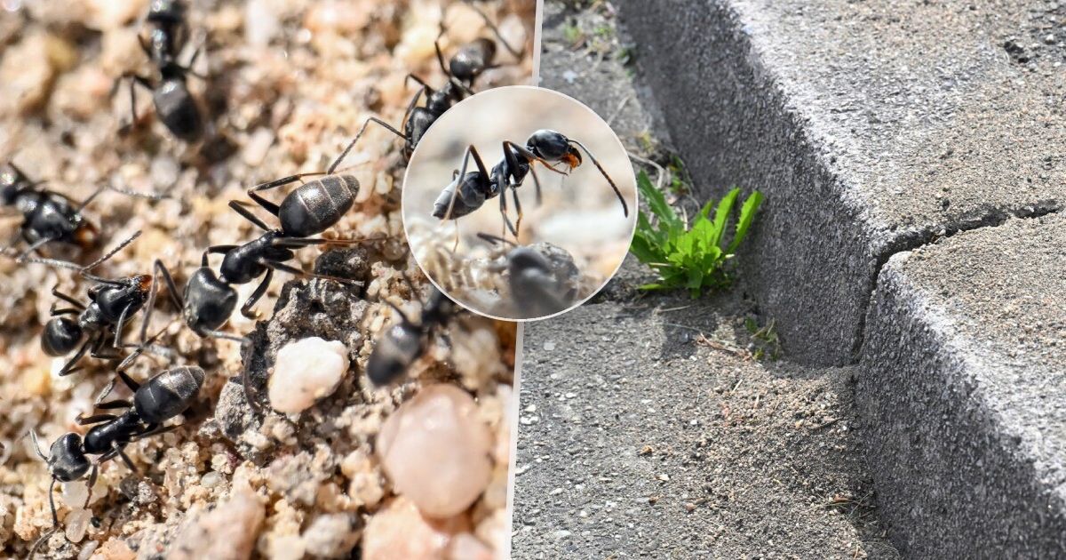 Invazivní mravenci Tapinoma magnum v Evropě