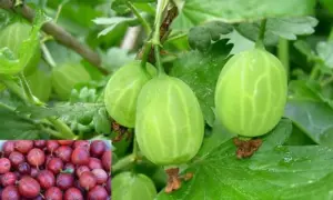 Amla: ovoce s 20× více vitaminu C než pomeranč – co o něm víme?