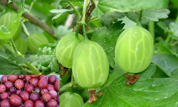 Amla: ovoce s 20× více vitaminu C než pomeranč – co o něm víme?