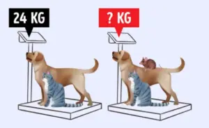 Logická hádanka: Dokážete zjistit, kolik váží kočka, pes a myš?