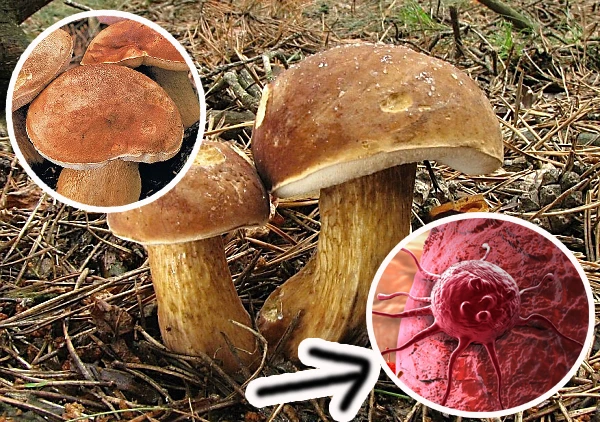 Hřib hořčák: Houba z lesa, kterou všichni přehlížejí, a přitom stojí za pozornost