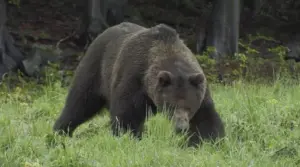Medveď zranil pani Danu priamo na námestí: nemala ani čas sa zľaknúť! Seniorka opisuje, čo zažila v sekunde útoku