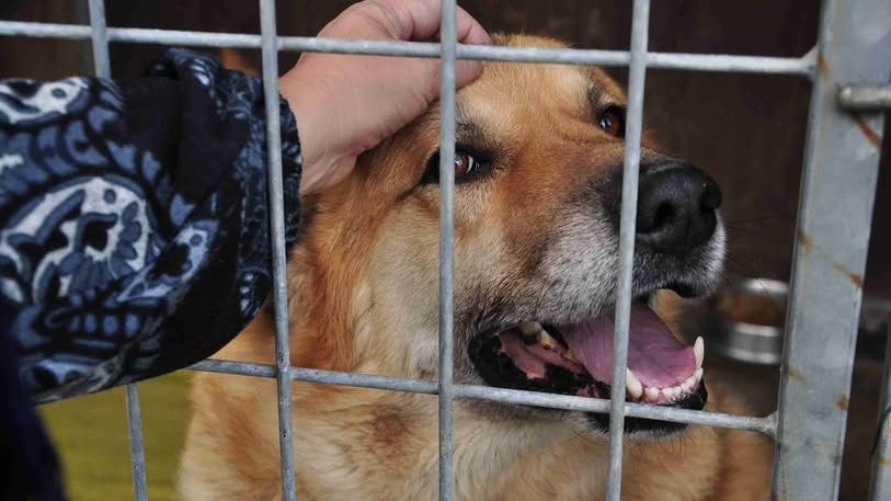 Muž odkázal psímu útulku tři miliony a vydědil vlastní dcery: proč to udělal