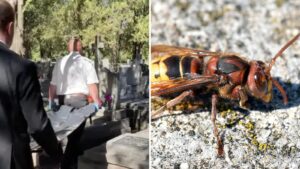 Muža († 70) pri upratovaní hrobu na košickom cintoríne zabili sršne! Pod kameňom číhalo hniezdo a rodina zostala v šoku
