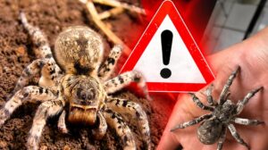 Najväčší pavúk na Slovensku sa teraz sťahuje do domov: Zabiť ho nesmieš