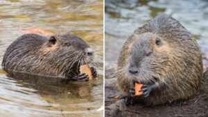 Nutria riečna sa na Slovensku premnožila a útočí na psov: štát si nevie rady, ľudia situáciu zhoršujú!