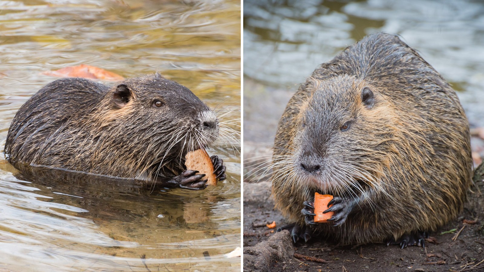 Nutria riečna sa na Slovensku premnožila a útočí na psov: štát si nevie rady, ľudia situáciu zhoršujú!