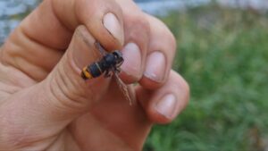 Sršne napadli tri malé deti v Bratislave: Jednému nepomohol ani adrenalín