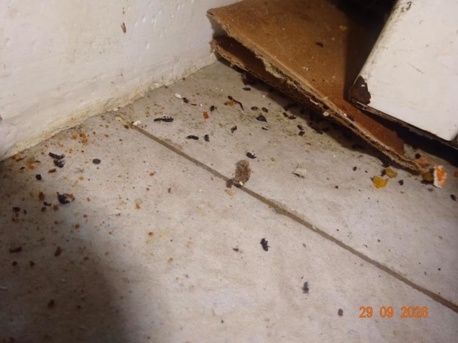 Myší trus, plíseň a špína: Inspekce zavřela obchody a zmrzlinárnu napříč Českem! Co přesně inspektoři odhalili a jak se chránit?