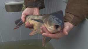 Vánoční kapr zdraží: sucho nutí rybáře rušit výlovy, ryby jsou menší! Co to udělá s cenou na Štědrovečerním stole?